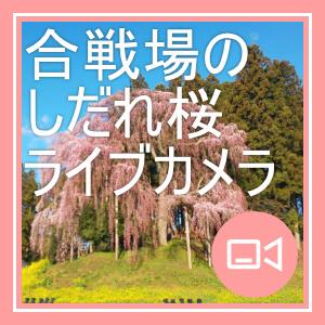 合戦場のしだれ桜ライブカメラ