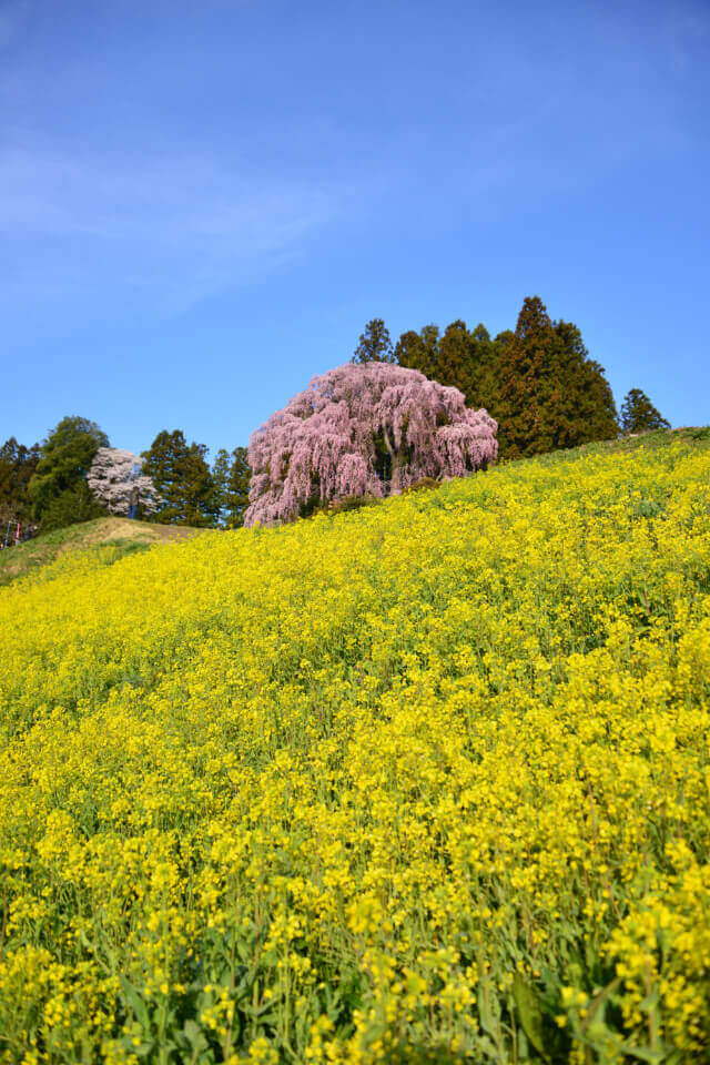 合戦場のしだれ桜