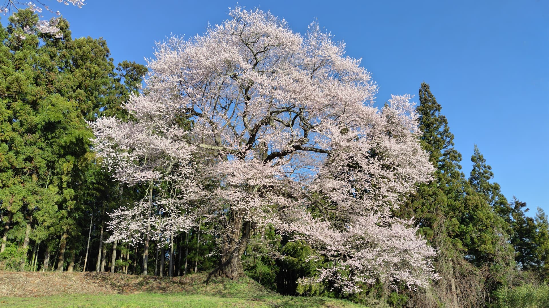 追猪の桜