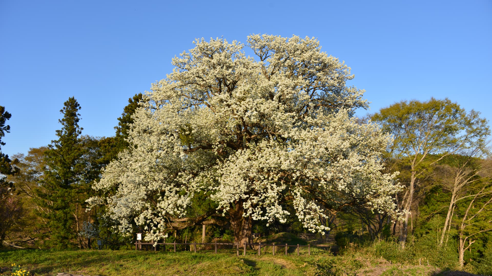 片倉のナシの木