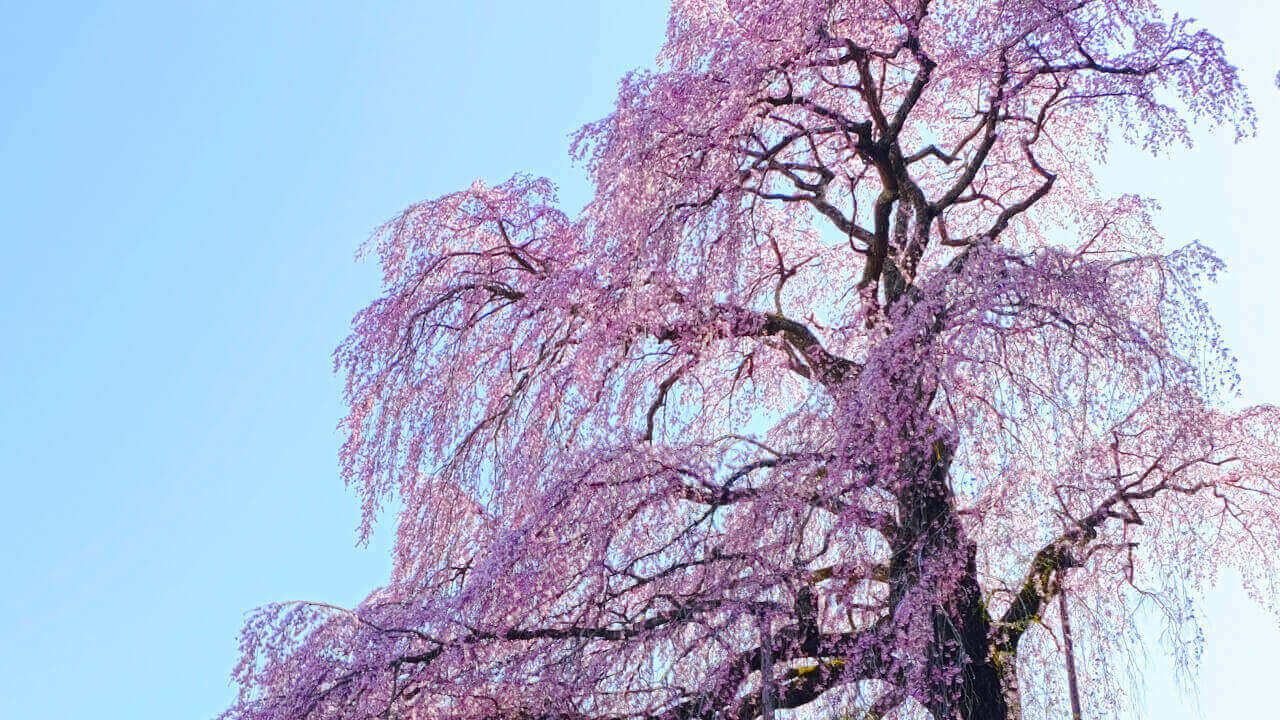 合戦場のしだれ桜